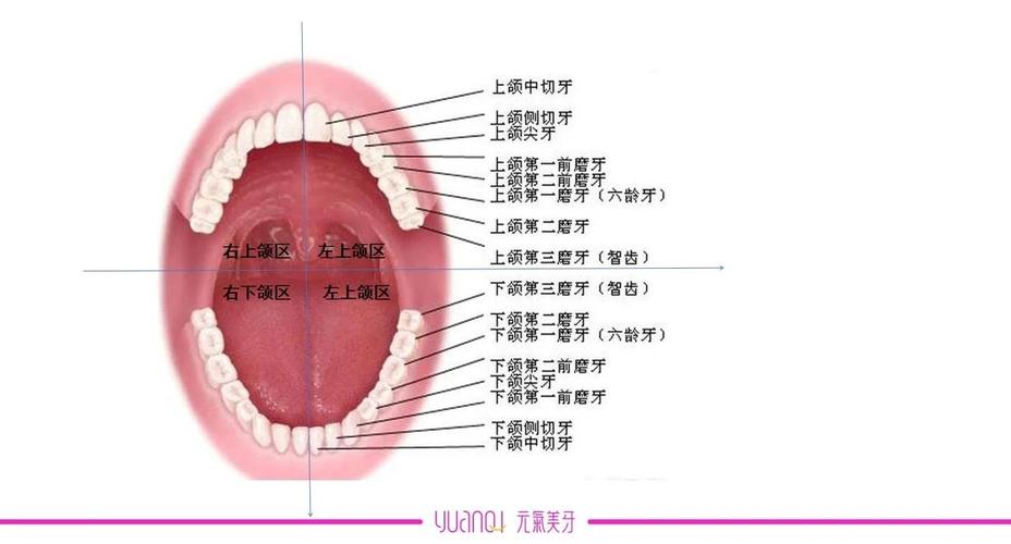 左上颌牙齿记录方法有哪些具体步骤和操作要点?-图2 左上颌牙齿记录方法有哪些具体步骤和操作要点?-图2