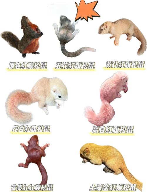 正畸圈中频繁提及的松鼠型号究竟指什么?它在牙齿矫正中具体承担何种功能,又有哪些独特优势?-图3 正畸圈中频繁提及的松鼠型号究竟指什么?它在牙齿矫正中具体承担何种功能,又有哪些独特优势?-图3