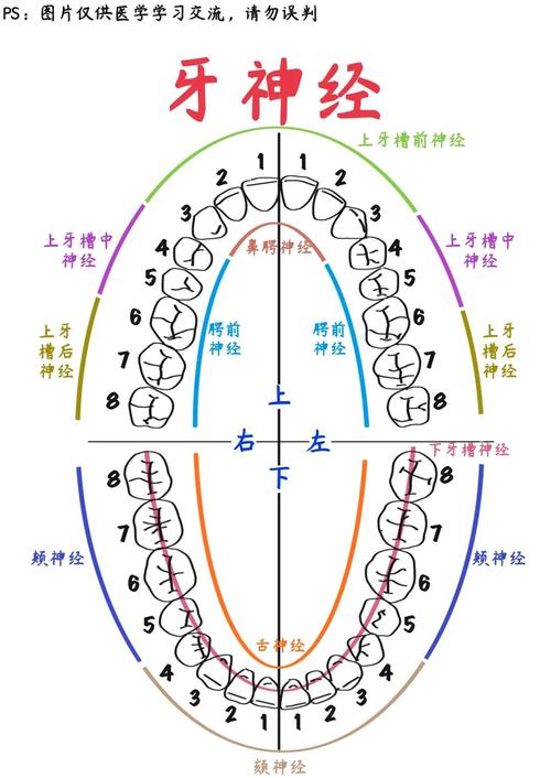 如何有效缓解牙神经疼?有哪些安全可靠的家庭护理方法?-图1 如何有效缓解牙神经疼?有哪些安全可靠的家庭护理方法?-图1