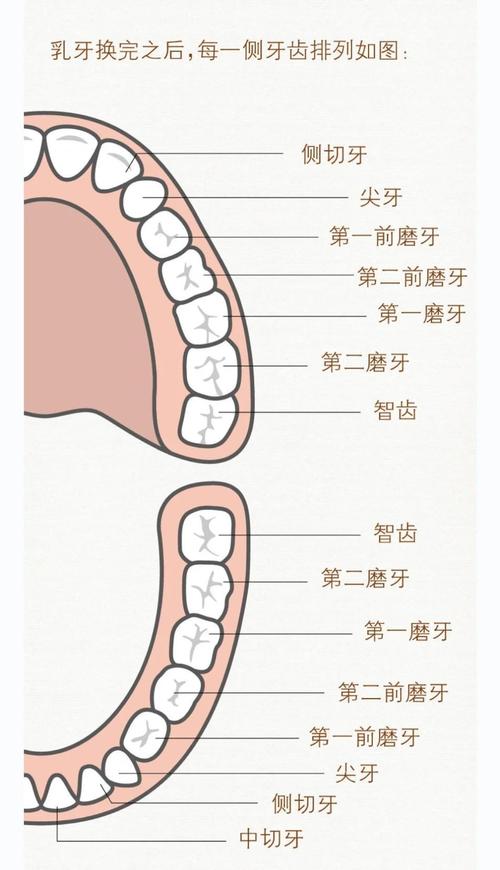 牙齿的分类方法有哪些?全面解析不同标准下具体划分为哪些类型?-图2 牙齿的分类方法有哪些?全面解析不同标准下具体划分为哪些类型?-图2