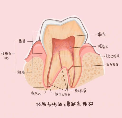 牙齿根管治疗中，面对弯曲或钙化根管，如何实现精准定位？常用方法有哪些及各自的优缺点？-图3