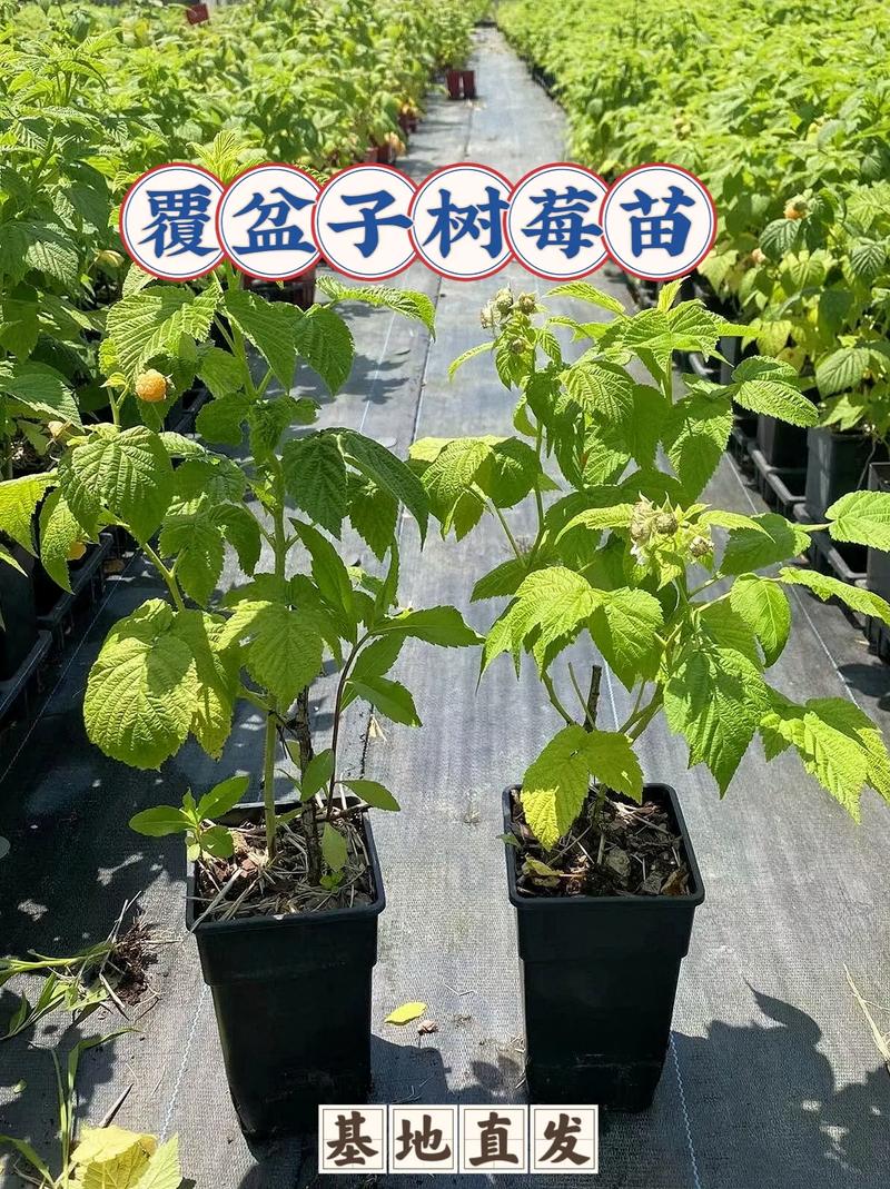 复盒子怎么种?新手必看的种植方法步骤详解!-图1 复盒子怎么种?新手必看的种植方法步骤详解!-图1