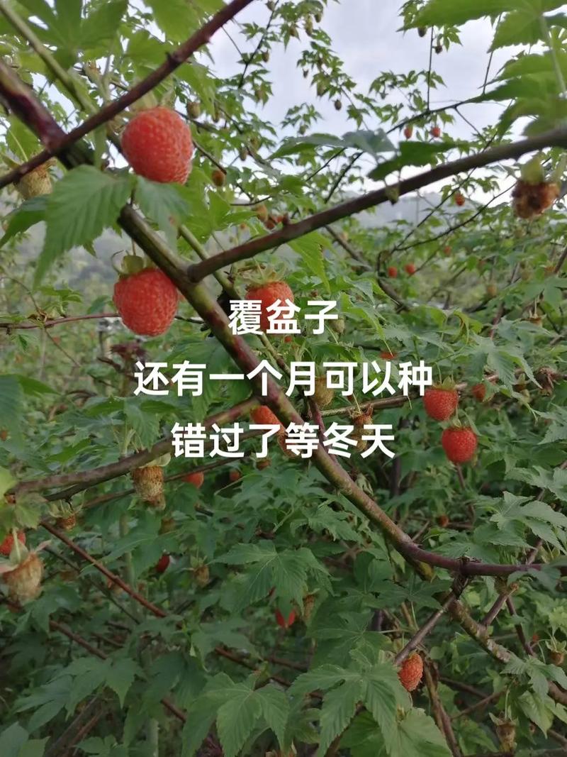 复盒子怎么种?新手必看的种植方法步骤详解!-图2 复盒子怎么种?新手必看的种植方法步骤详解!-图2