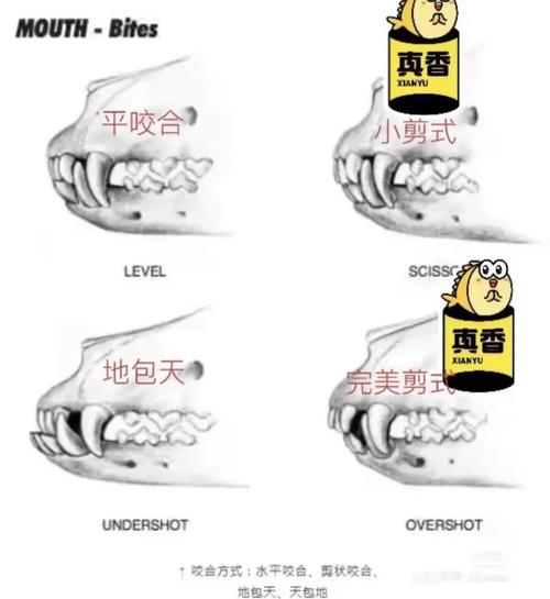 正畸治疗中，咬合关系具体可以分为哪几种类型？-图2