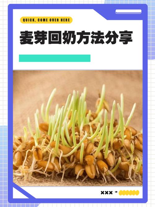 怎么种麦芽？详细方法步骤有哪些？-图3