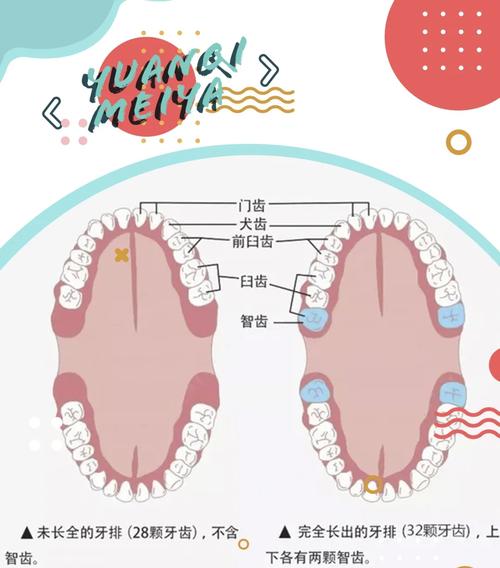 如何掌握下颌尖牙拔出方法？关键步骤有哪些？-图3