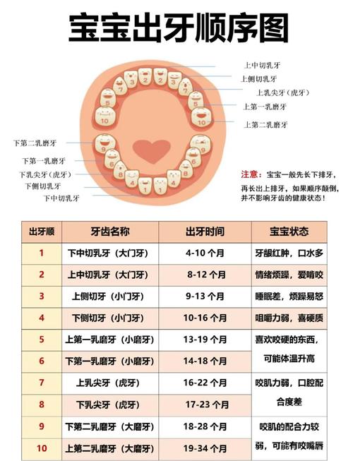 种牙对牙间距的具体要求是什么？-图2