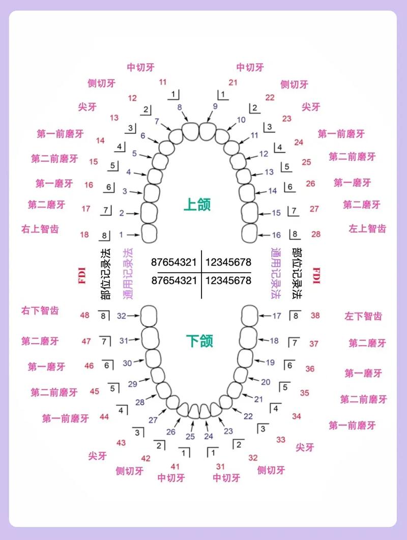 牙的记录方法通常包含哪些具体步骤？-图1