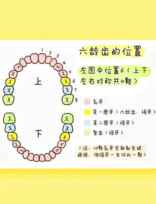 六龄齿没有了能正畸吗-图1 六龄齿没有了能正畸吗-图1