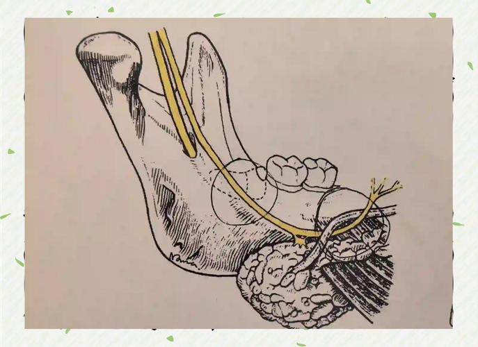 拔牙神经方法有哪些？哪种更安全高效？-图1