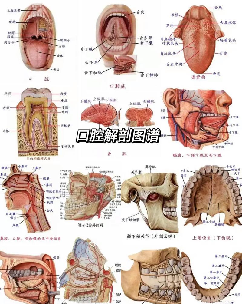 口腔分区方法有哪些？各有何不同及临床意义？-图1