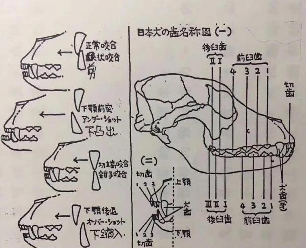 咬合记录方法-图1