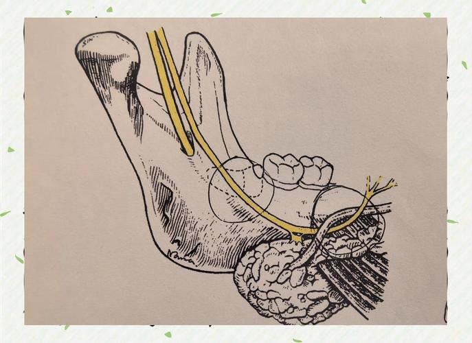 拔牙麻醉方法有哪些？如何选择安全有效的？-图1