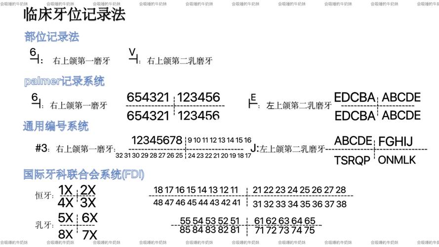 牙位记录方法如何快速准确掌握?-图3 牙位记录方法如何快速准确掌握?-图3