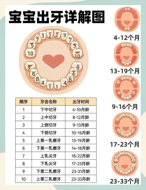 牙种什么时候出-图2