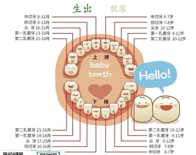 牙种什么时候出-图1