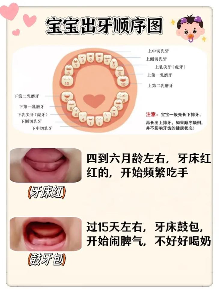 牙种什么时候出-图3