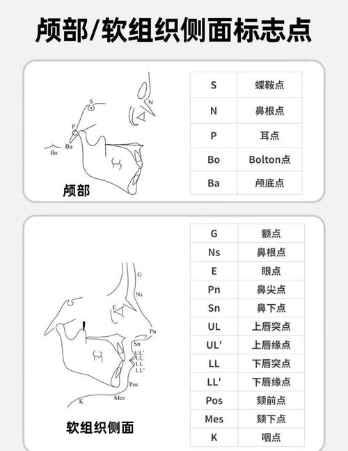 正畸头侧位影像中Z点该如何精准定位？-图2