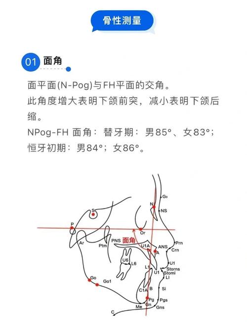 正畸下牙槽座点位置-图1
