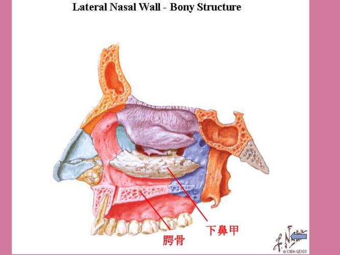 口腔正畸颅颌面课件-图3