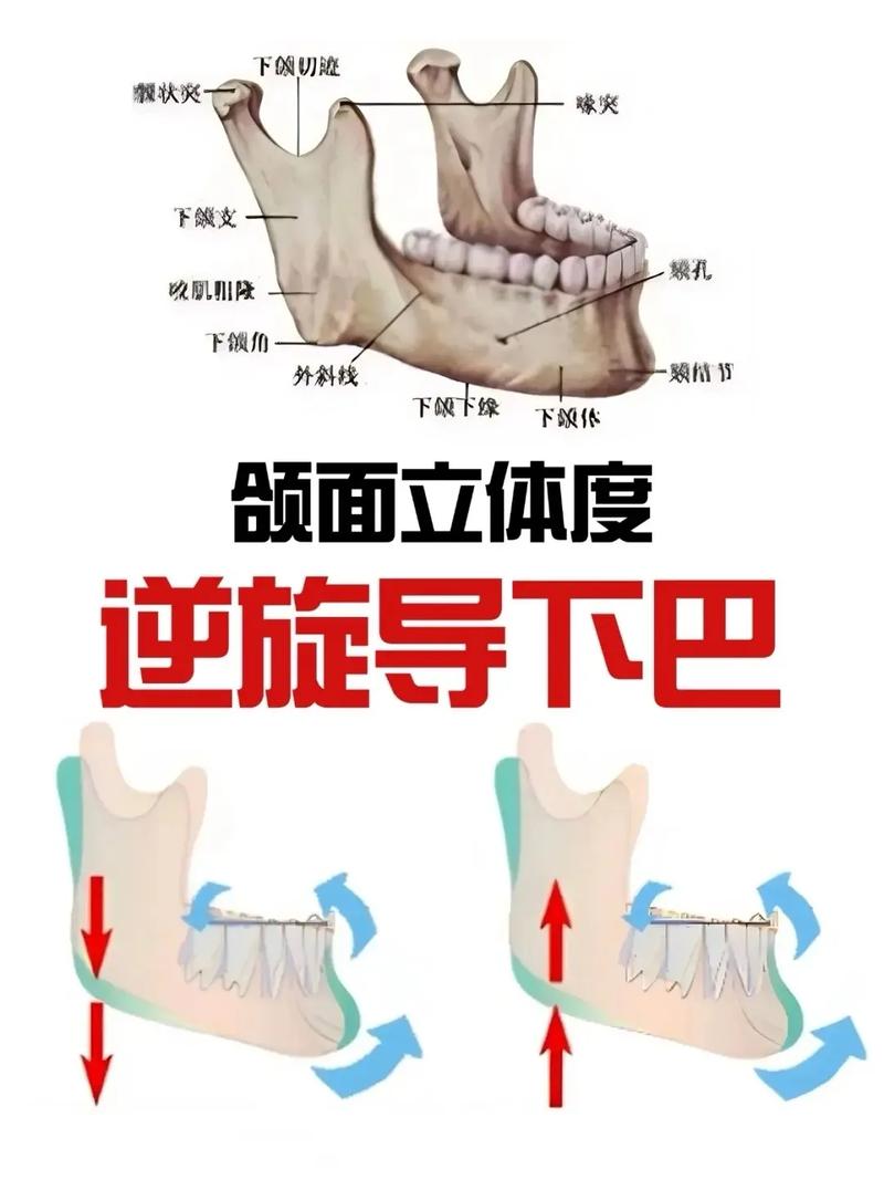 口腔正畸颅颌面课件-图1