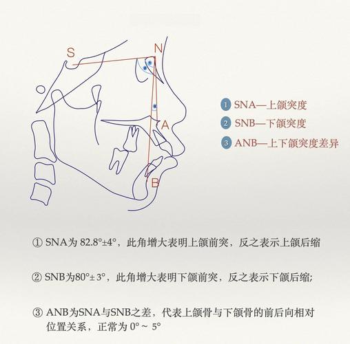 正畸anb角的正常值范围是多少?-图3 正畸anb角的正常值范围是多少?-图3