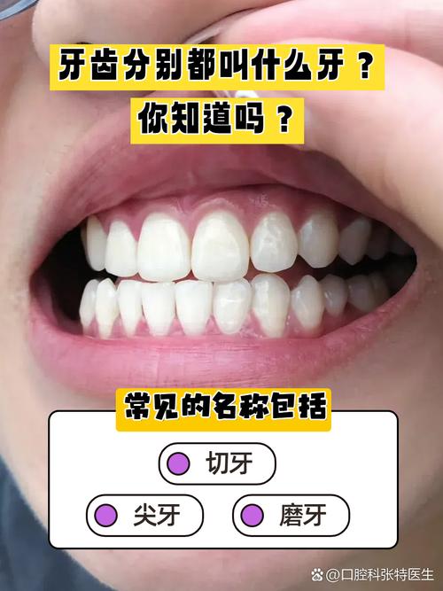 牙分为哪两种-图2