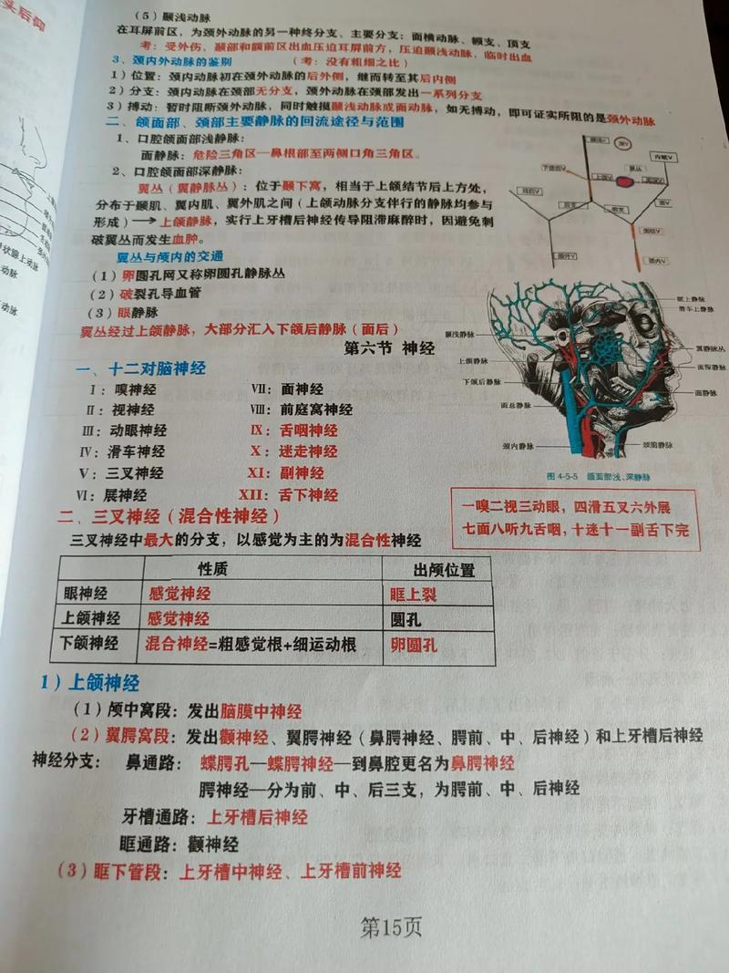 口腔正畸科笔记-图2 口腔正畸科笔记-图2