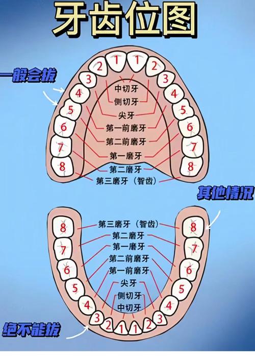 拔牙矫正牙齿需要多久-图1