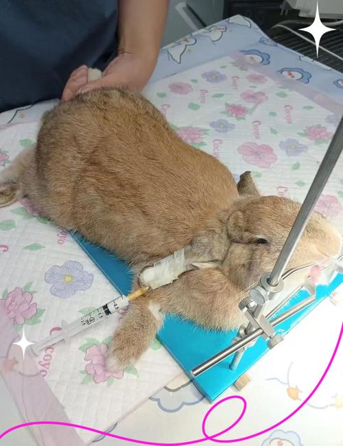 兔牙齿矫正前后图片，矫正效果究竟如何？-图3