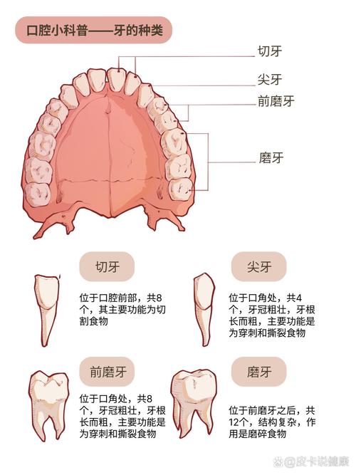 矫正牙齿拔牙数量怎么定?一般需要拔几颗合适?-图1 矫正牙齿拔牙数量怎么定?一般需要拔几颗合适?-图1