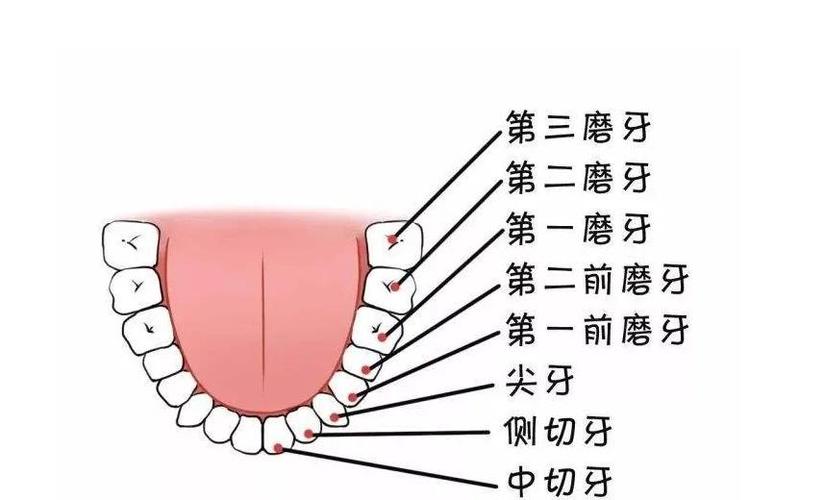 矫正牙齿拔牙数量怎么定?一般需要拔几颗合适?-图2 矫正牙齿拔牙数量怎么定?一般需要拔几颗合适?-图2